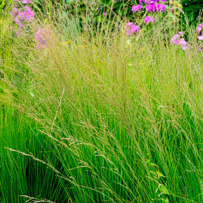 Molinie - Molinie bleue Heidebraut - Molinia caerulea heidebraut