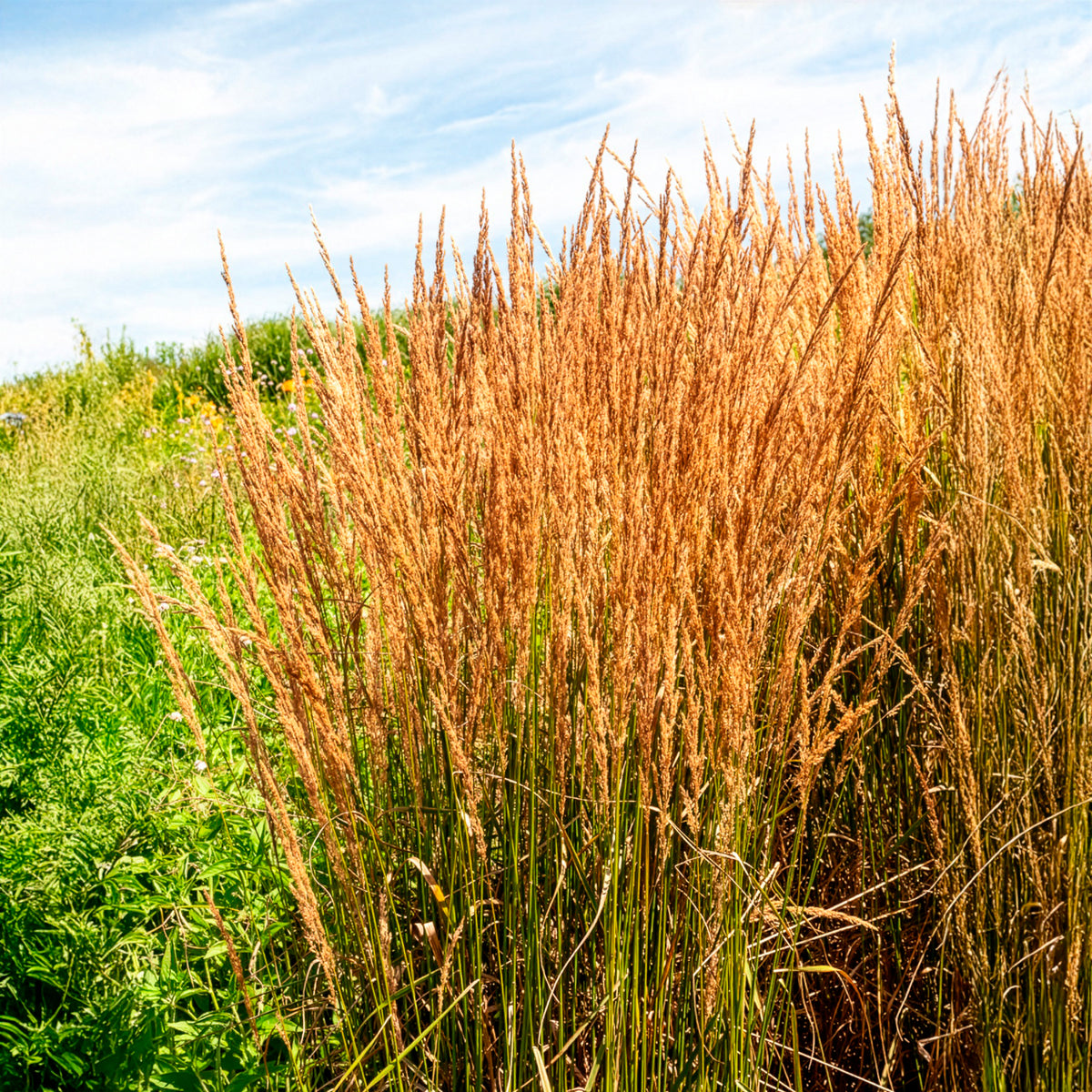 Molinie bleue Heidebraut - Molinia caerulea heidebraut - Willemse