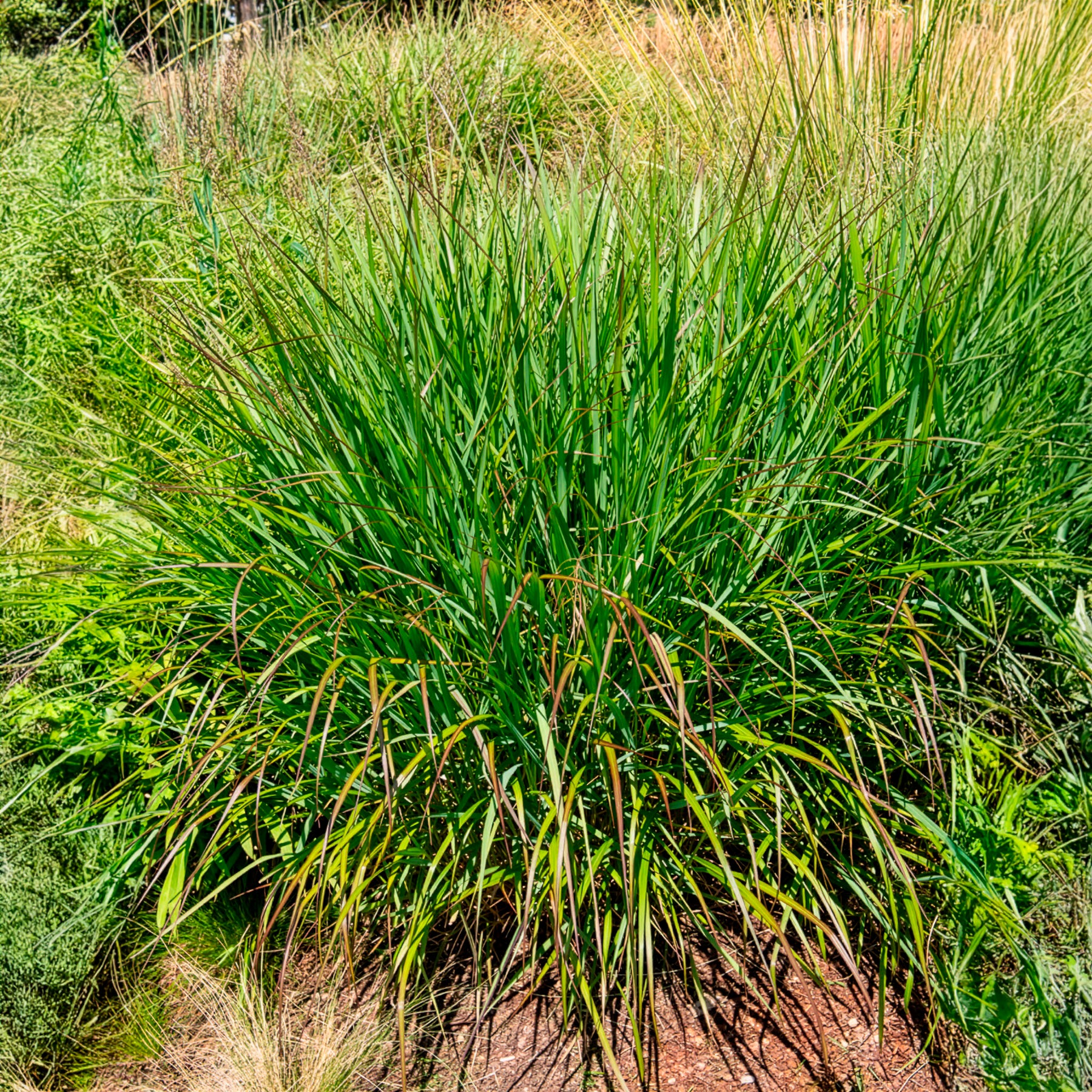 Panic érigé Squaw - Willemse