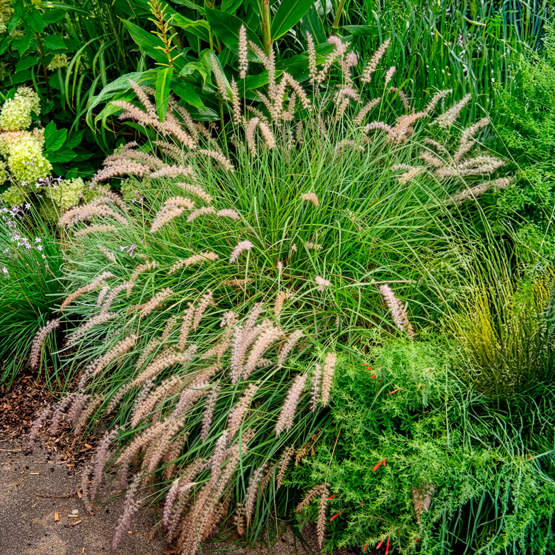 Pennisetum alopecuroides gelbstiel - Herbe aux écouvillons Gelbstiel - Pennisetum - Pennisetum