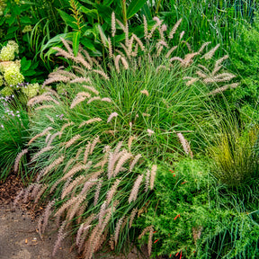 Pennisetum alopecuroides gelbstiel - Herbe aux écouvillons Gelbstiel - Pennisetum - Pennisetum
