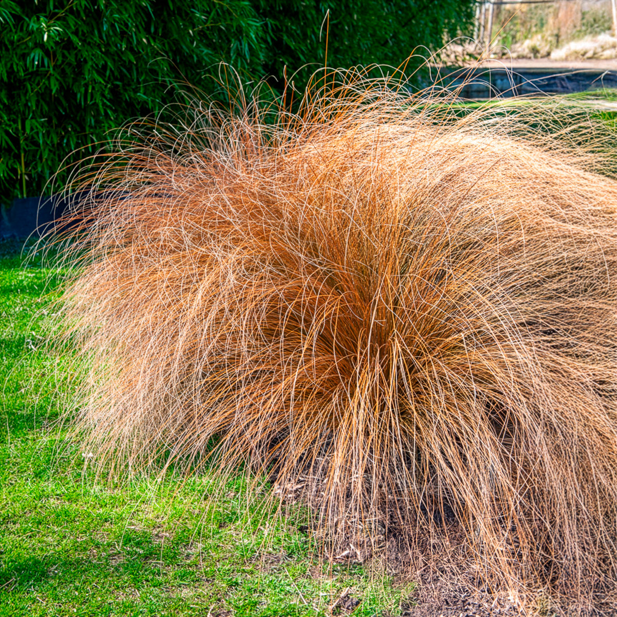 Herbe aux écouvillons Herbstzauber - Pennisetum - Willemse