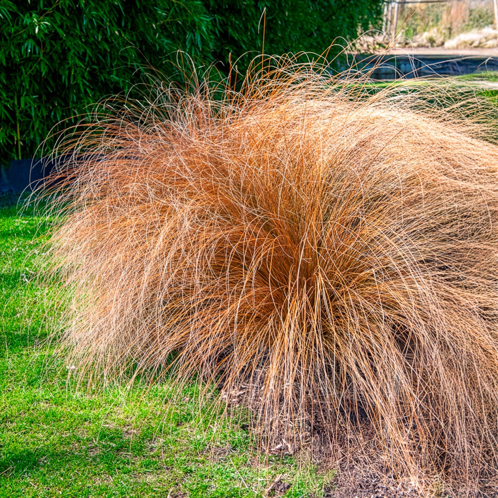 Herbe aux écouvillons Herbstzauber - Pennisetum - Willemse