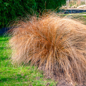 Herbe aux écouvillons Herbstzauber - Pennisetum - Willemse