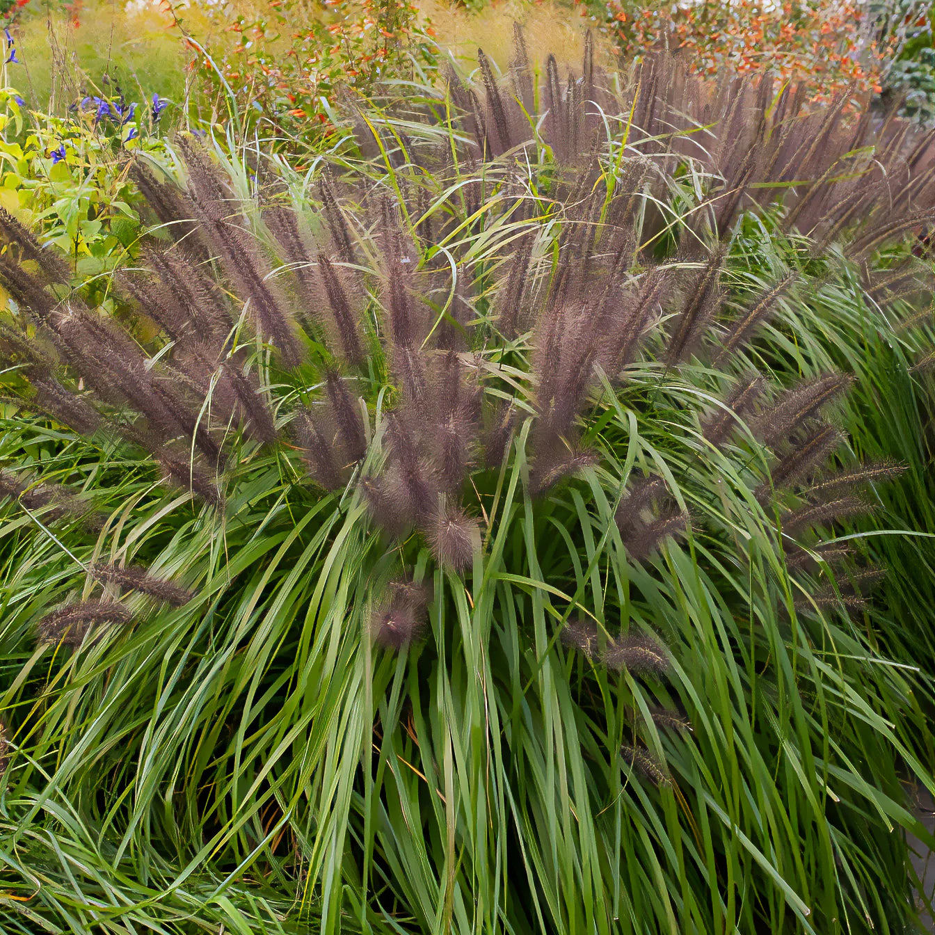 Vente 3 graminées pour sol sec  - Pennisetum alopecuroides,Stipa tenuissima ,Festuca glauca