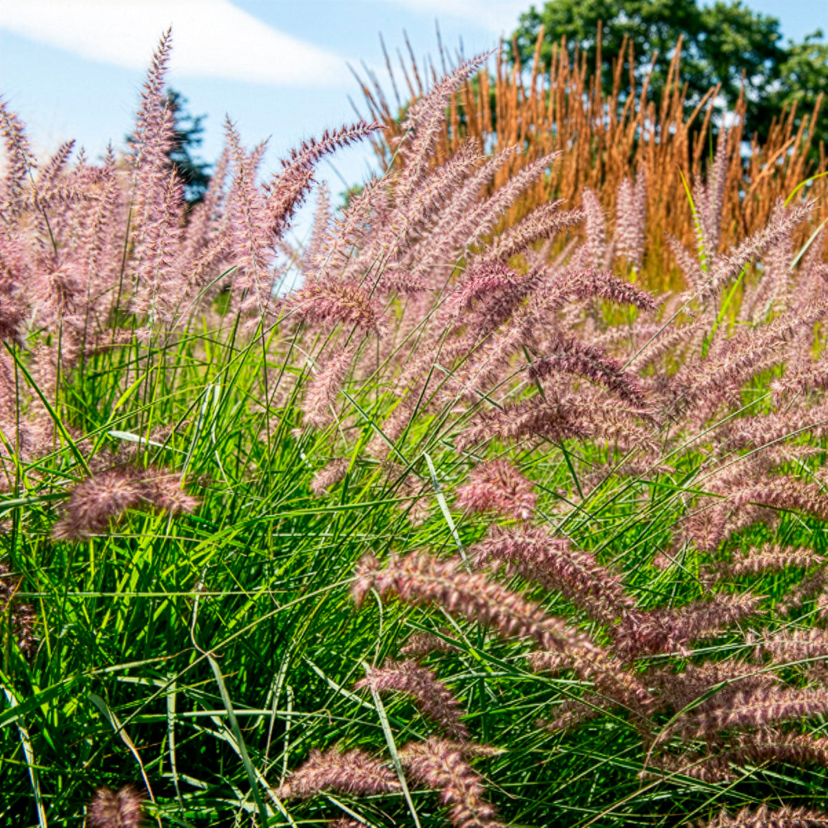 Vente Herbe aux écouvillons Karley Rose ® - Pennisetum - Pennisetum orientale Karley Rose ®