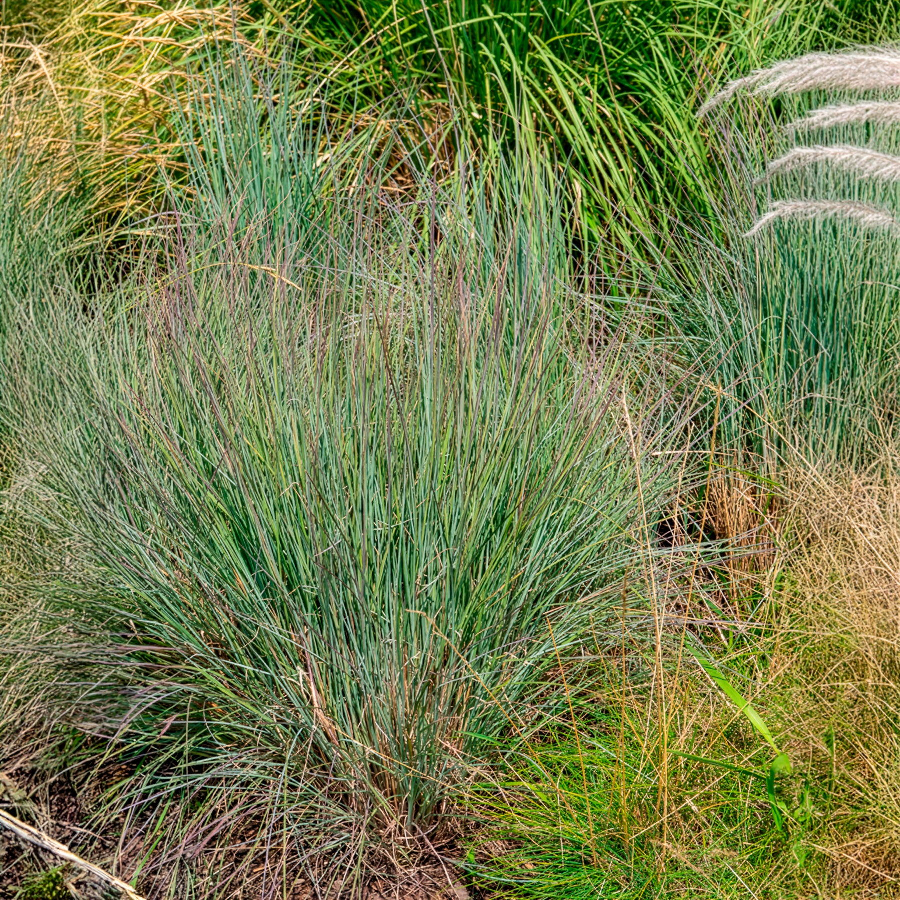 Schizachyrium scoparium - Willemse