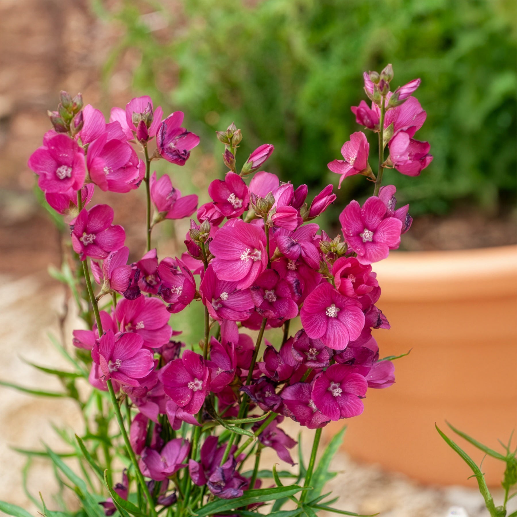 Sidalcée Brilliant - Sidalcea oregana Brilliant - Willemse