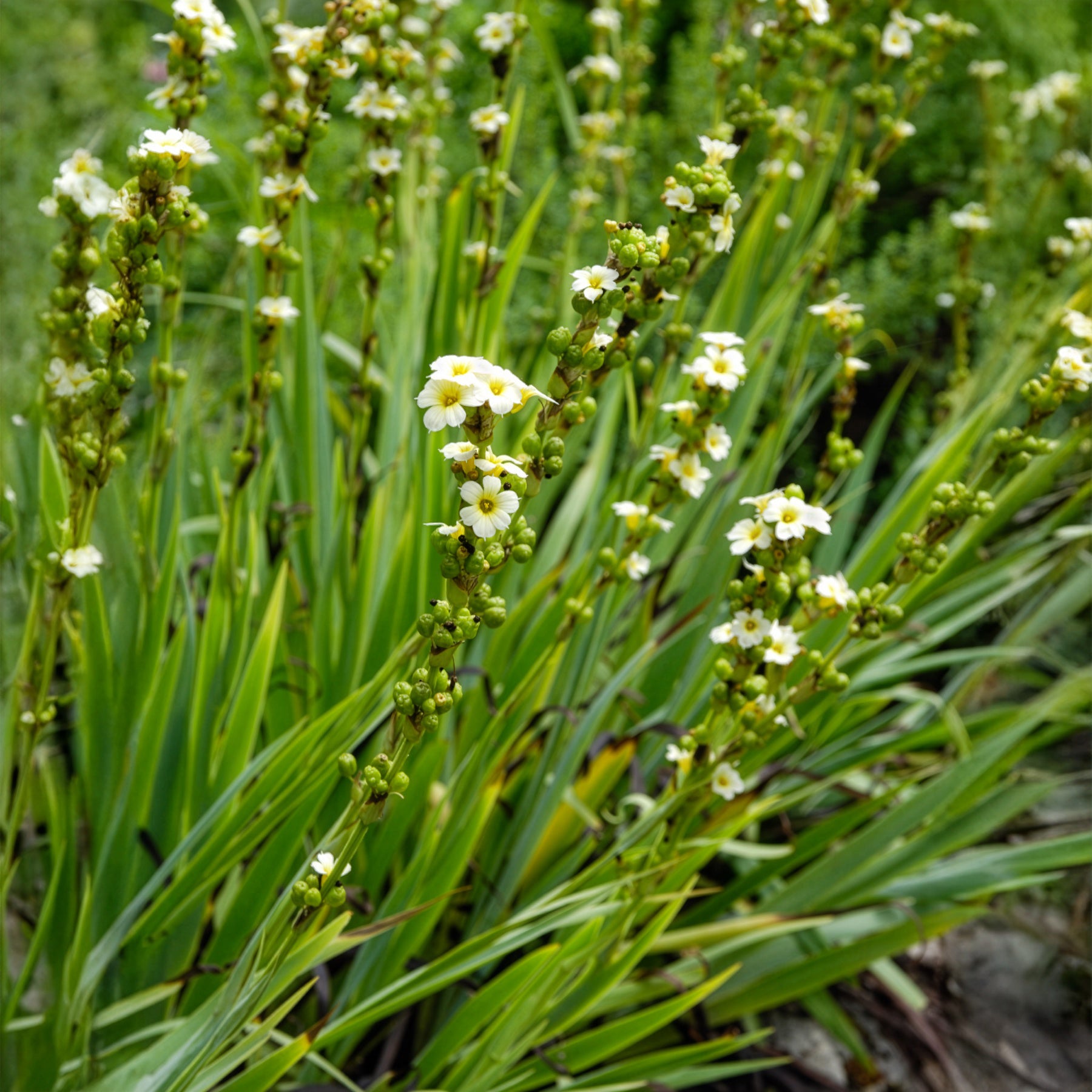 Vente Bermudienne striée - Sisyrinchium striatum
