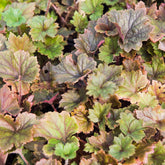 Tellime à grandes fleurs Rubra - Willemse
