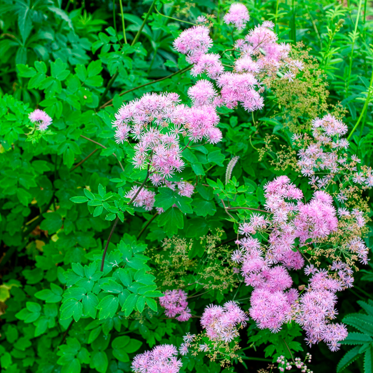 Pigamon Black Stockings - Thalictrum black stockings - Willemse