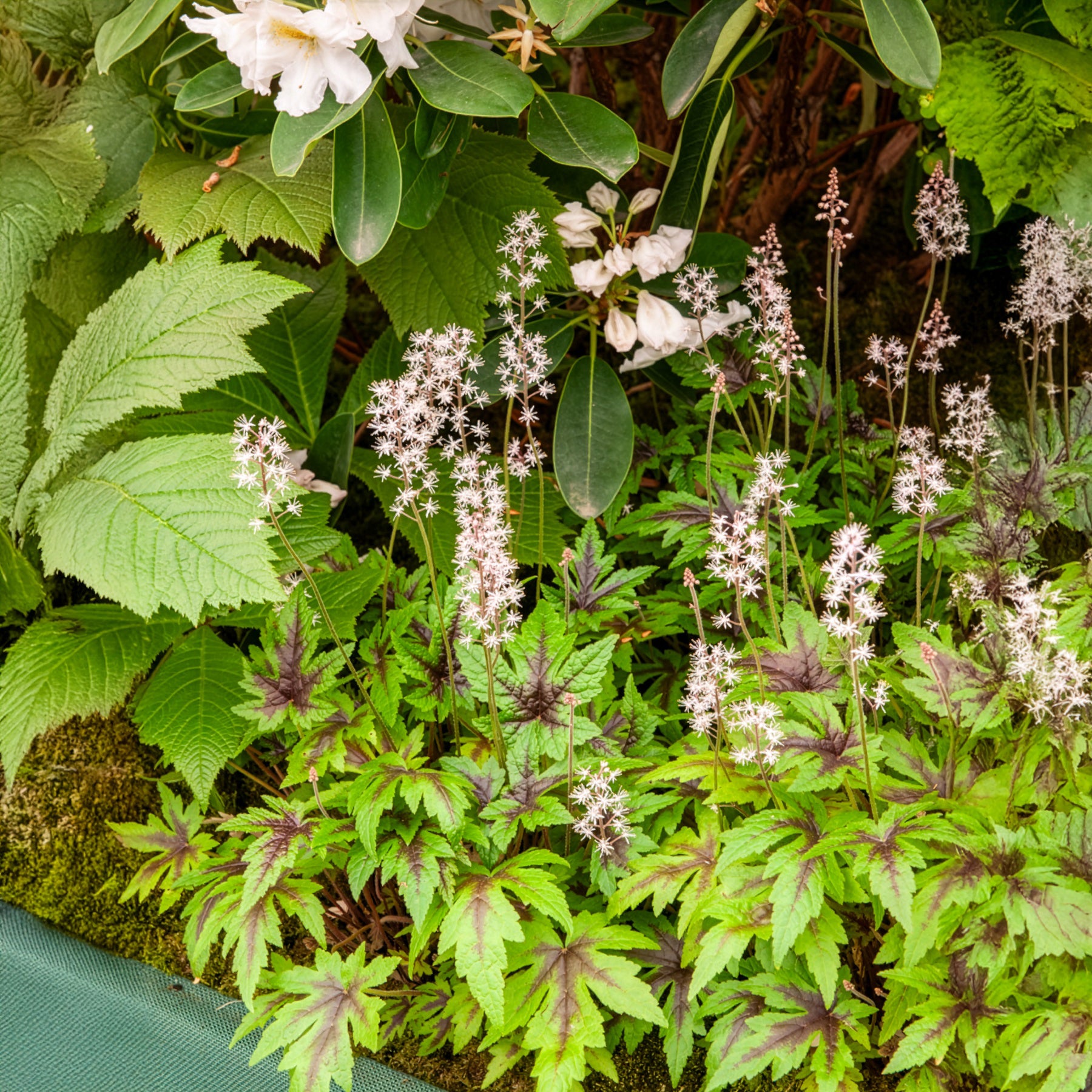 Tiarelle Sugar and Spice - Tiarella Sugar and Spice - Willemse