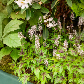 Tiarelle Sugar and Spice - Tiarella Sugar and Spice - Willemse