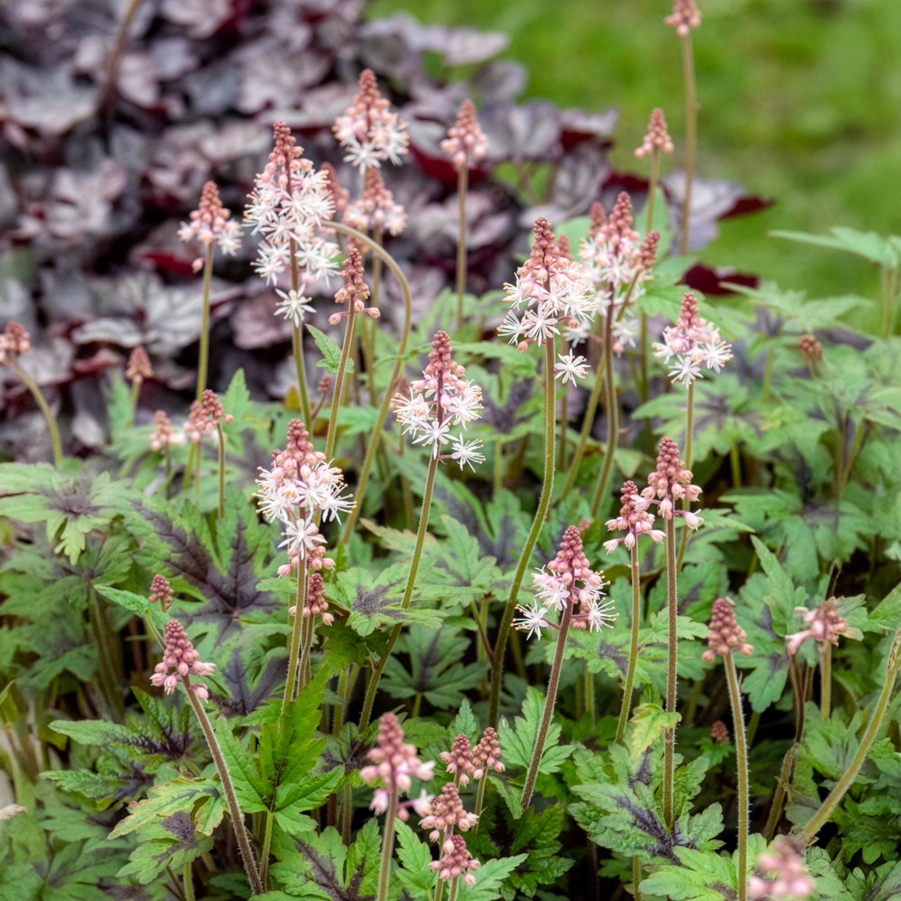 Tiarella Sugar and Spice - Tiarelle Sugar and Spice - Tiarelle