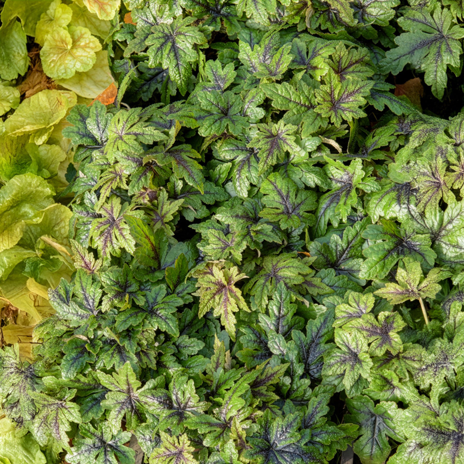 Tiarelle - Tiarelle Sugar and Spice - Tiarella Sugar and Spice