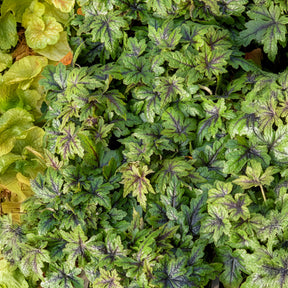 Tiarelle - Tiarelle Sugar and Spice - Tiarella Sugar and Spice