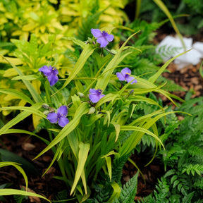 Fleurs vivaces - Ephémère de Virginie Sweet Kate - Tradescantia ( andersoniana group ) sweet kate