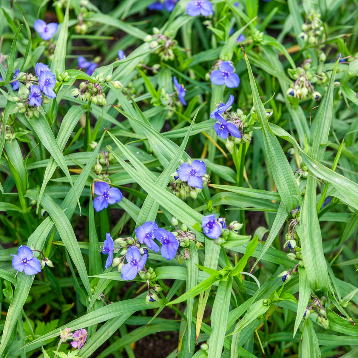 Ephémère de Virginie Zwanenburg Blue - Tradescantia ( andersoniana group ) zwanenburg blu - Willemse