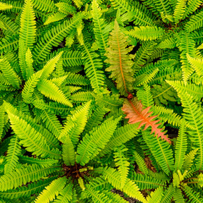 Blechnum en épi - Blechnum spicant - Willemse