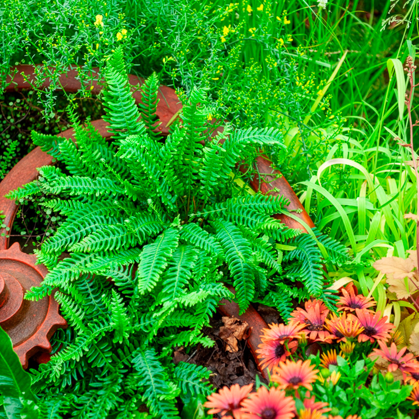 Blechnum en épi - Willemse