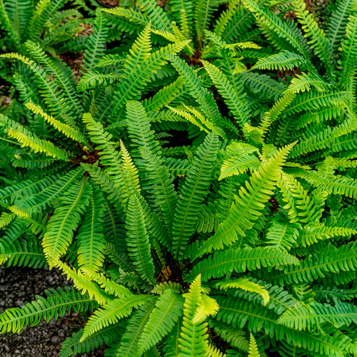 Blechnum en épi - Willemse