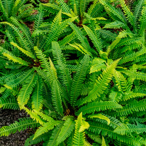 Blechnum spicant - Blechnum en épi - Fougères