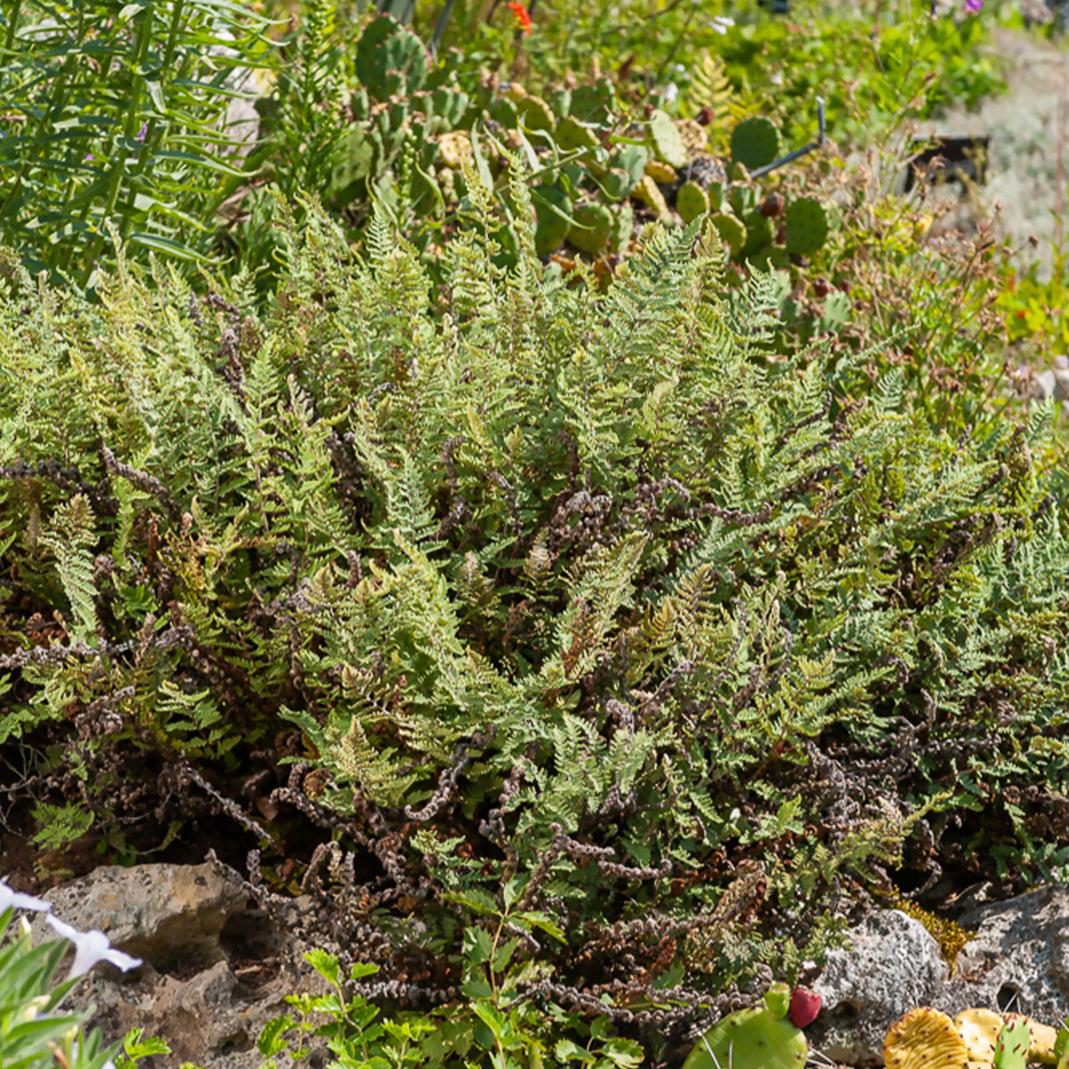 Cheilanthes lanosa - Cheilanthes lanosa - Willemse