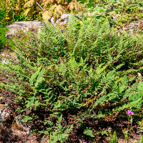 Cheilanthes lanosa - Cheilanthes lanosa - Fougères