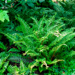 Fausse fougère mâle Cristata Angustata - Willemse