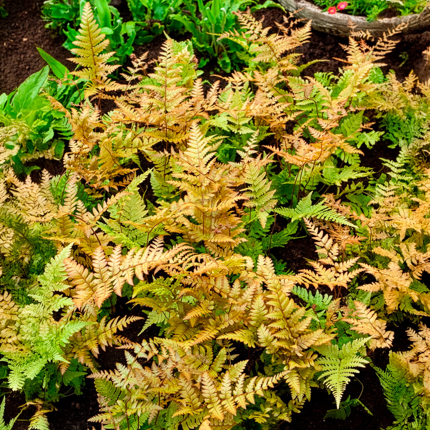 Fougères - Fougère rose cuivré - Dryopteris erythrosora