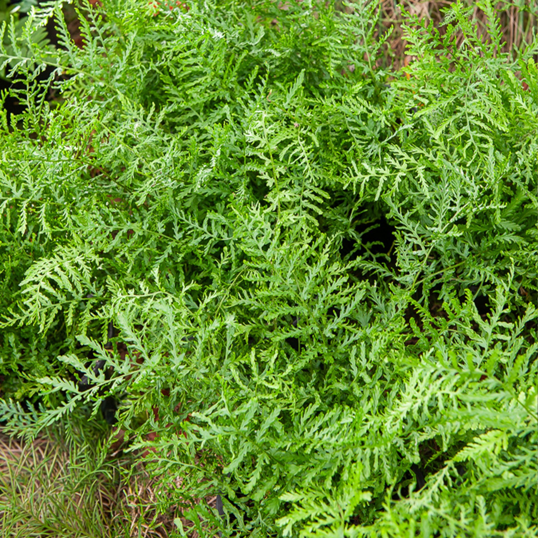 Fougère mâle Linearis Polydactyla - Dryopteris filix-mas linearis polydactyla - Willemse