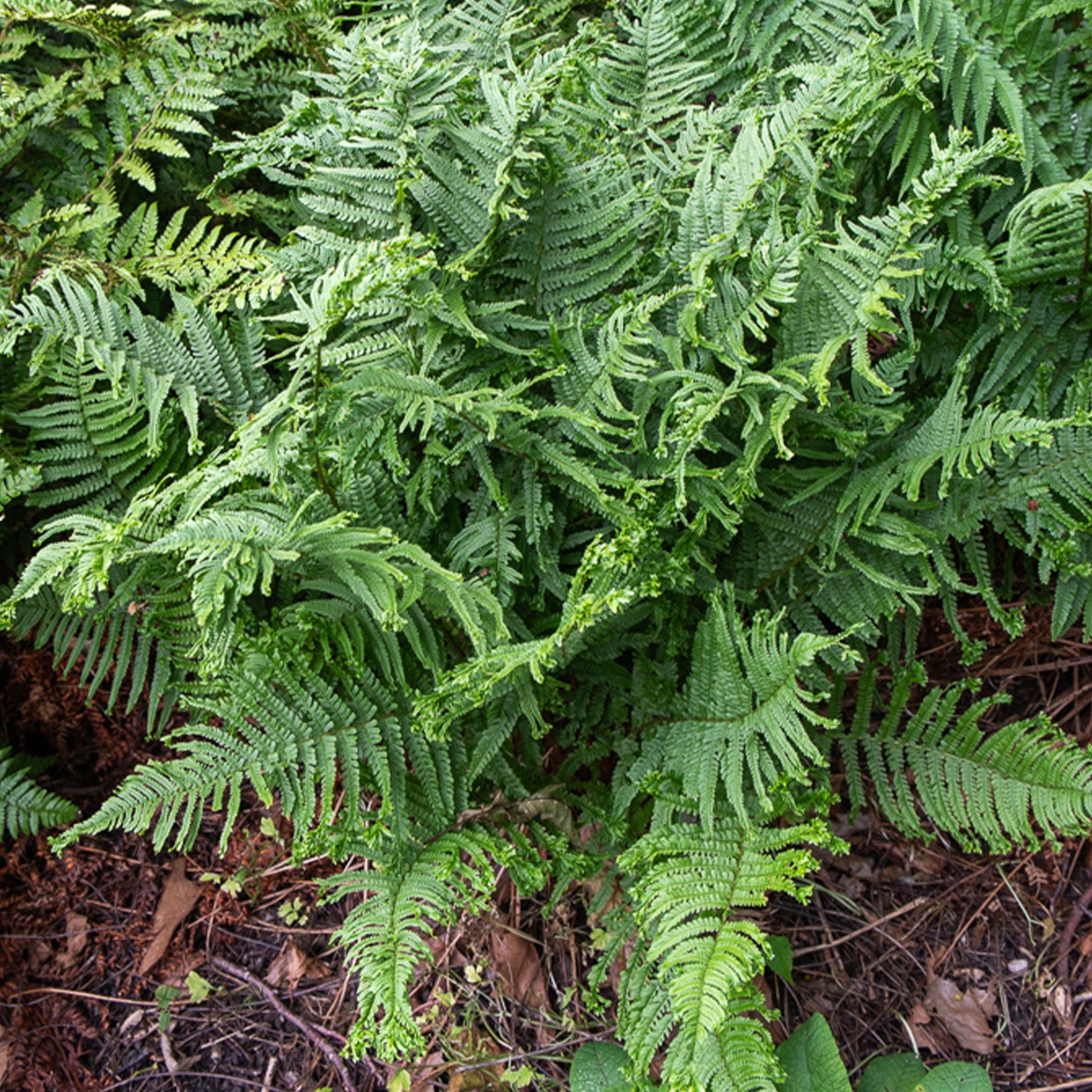 Fougère mâle Cristata - Willemse