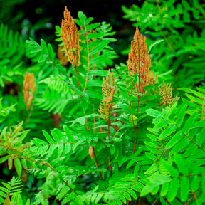 Fougères - Osmonde royale - Osmunda regalis