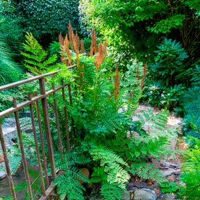 Vente Osmonde royale - Osmunda regalis