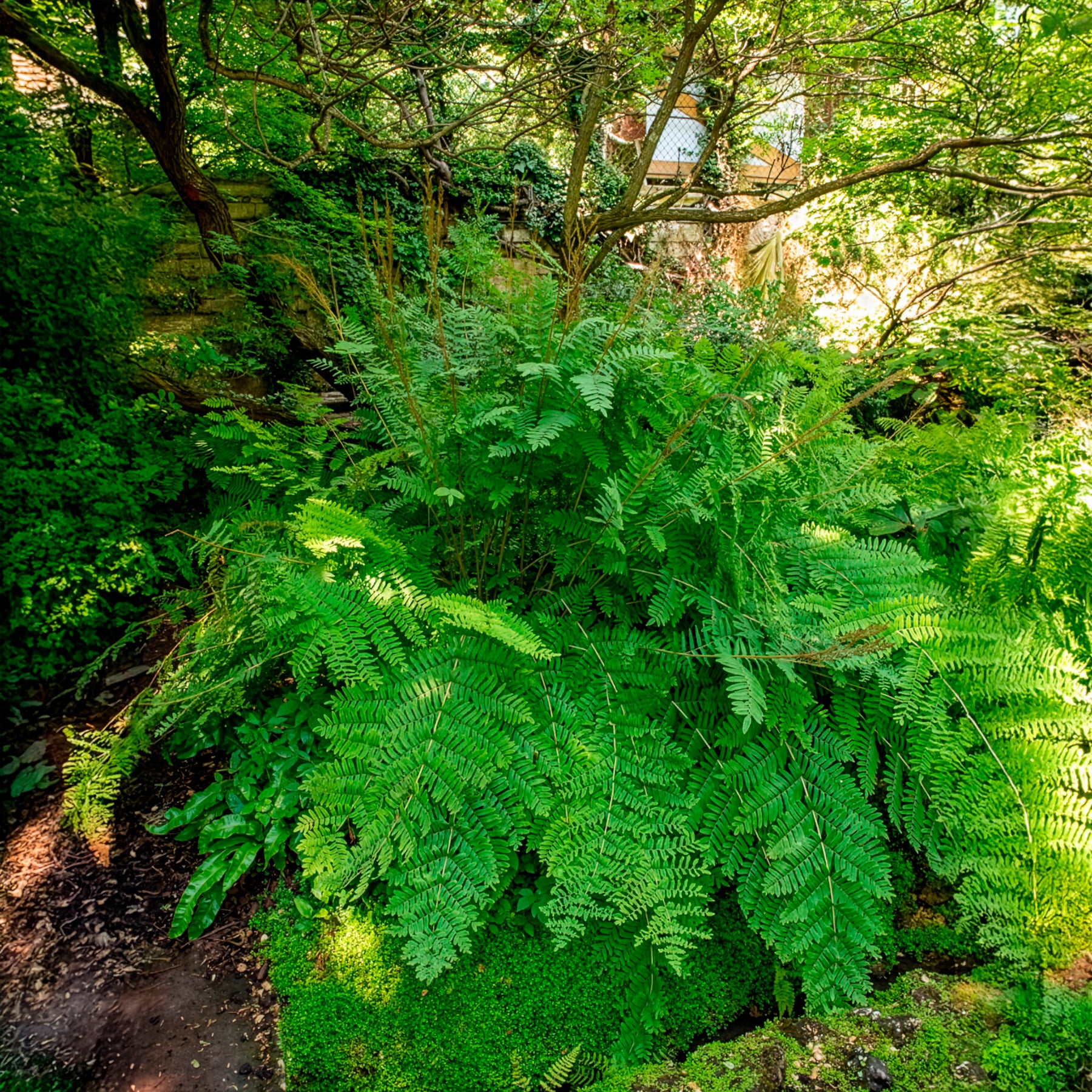 Vente Osmonde royale