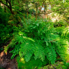 Vente Osmonde royale