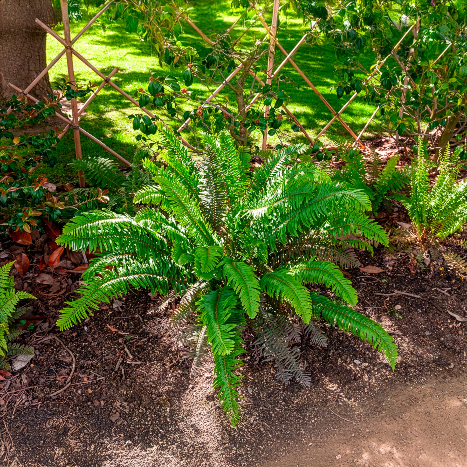 Fougères - Polystic - Fougère - Polystichum munitum