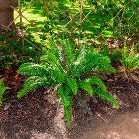 Fougères - Polystic - Fougère - Polystichum munitum
