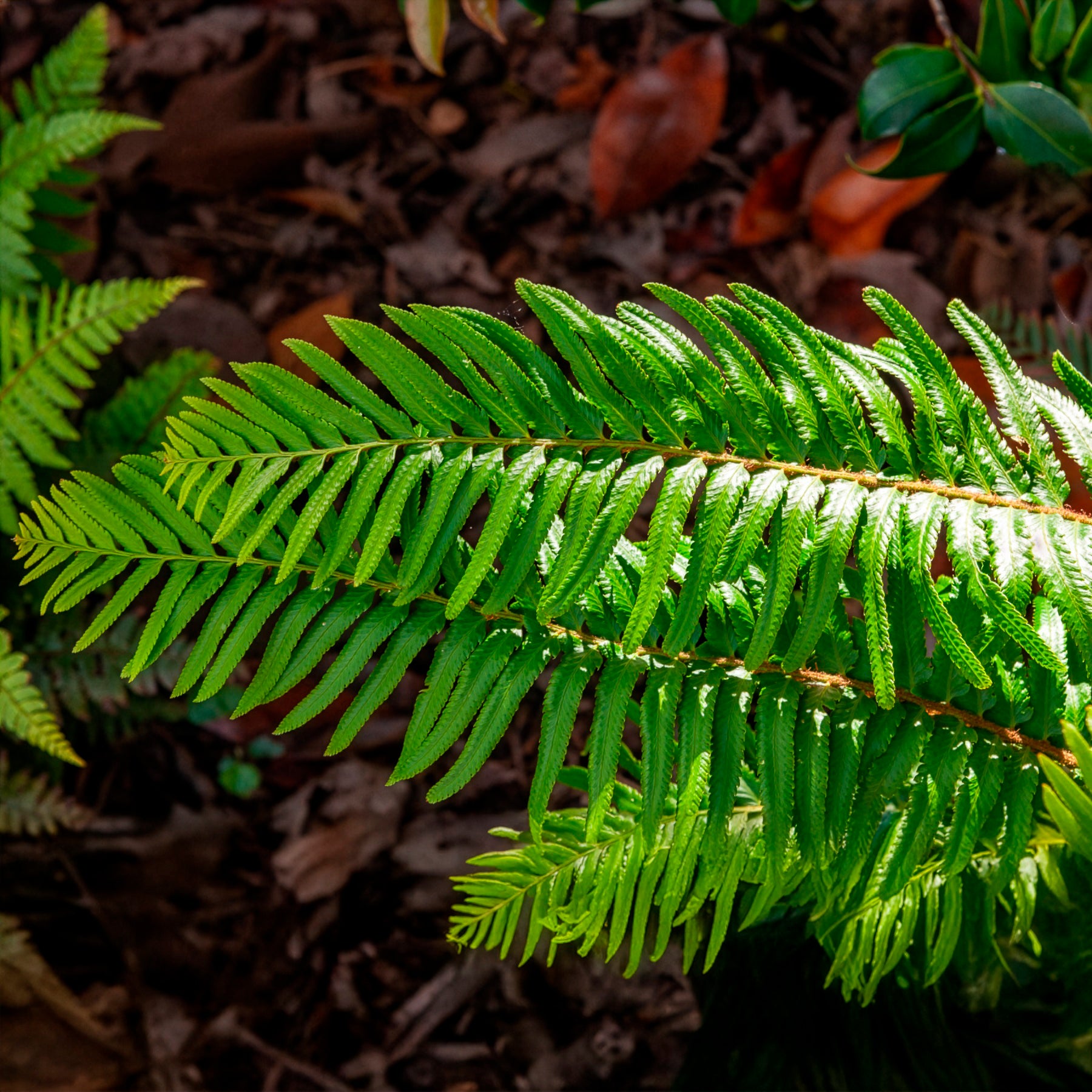 Vente Polystic - Fougère - Polystichum munitum