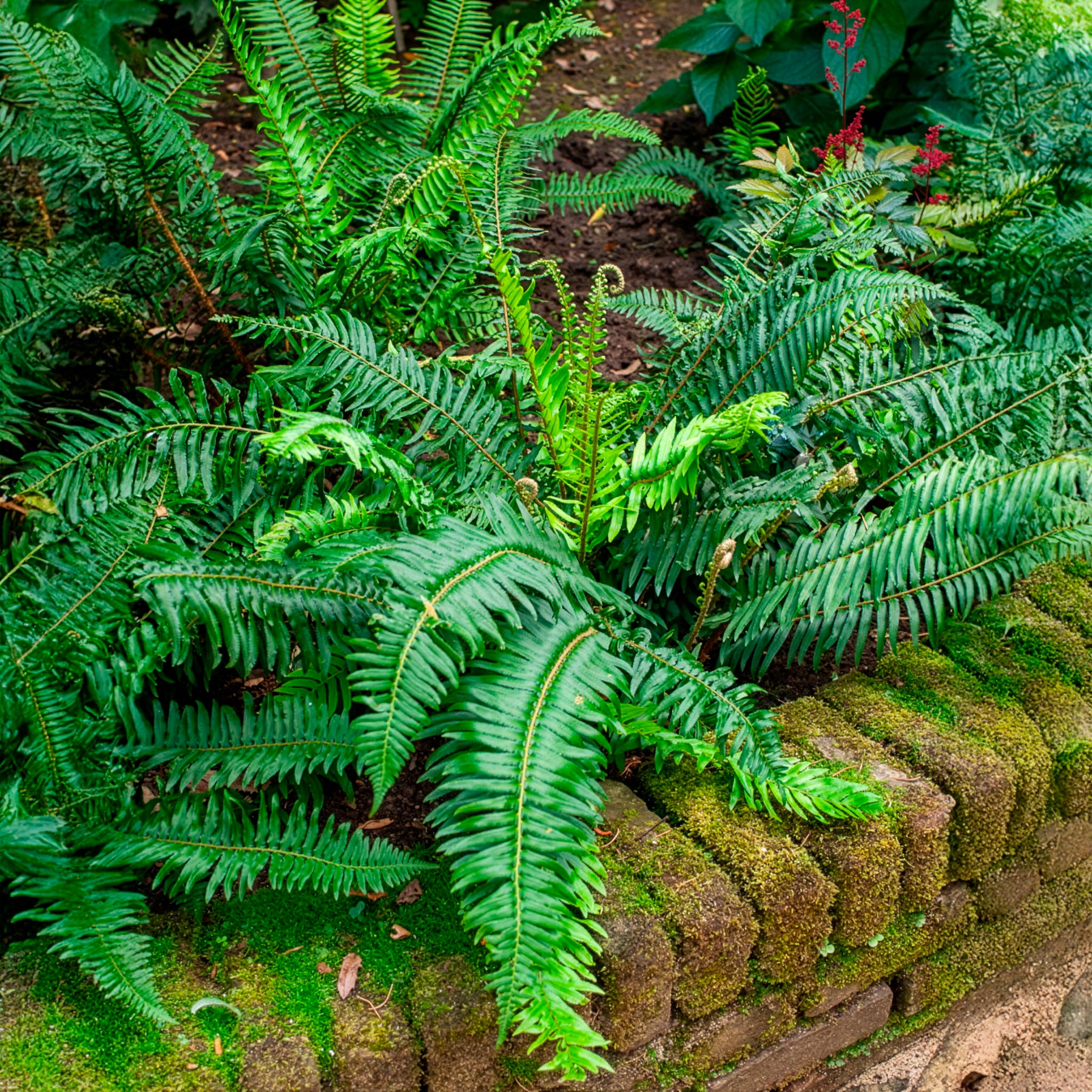 Vente Polystic - Fougère