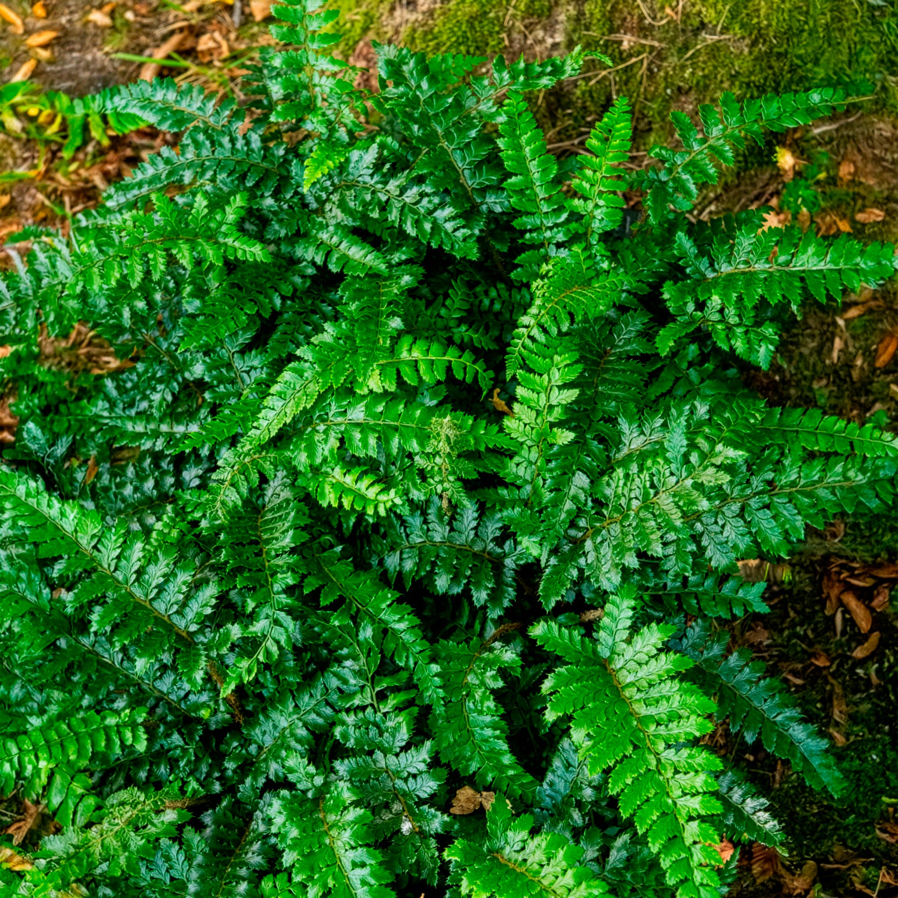 Fougères - Aspidie du Japon Pattes d'ours - Fougère - Polystichum polyblepharum