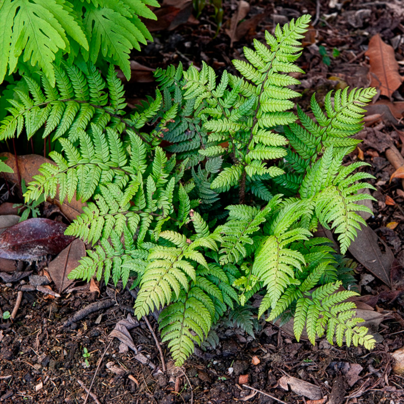 Polystichum rigens - Aspidie rigens - Fougère - Fougères