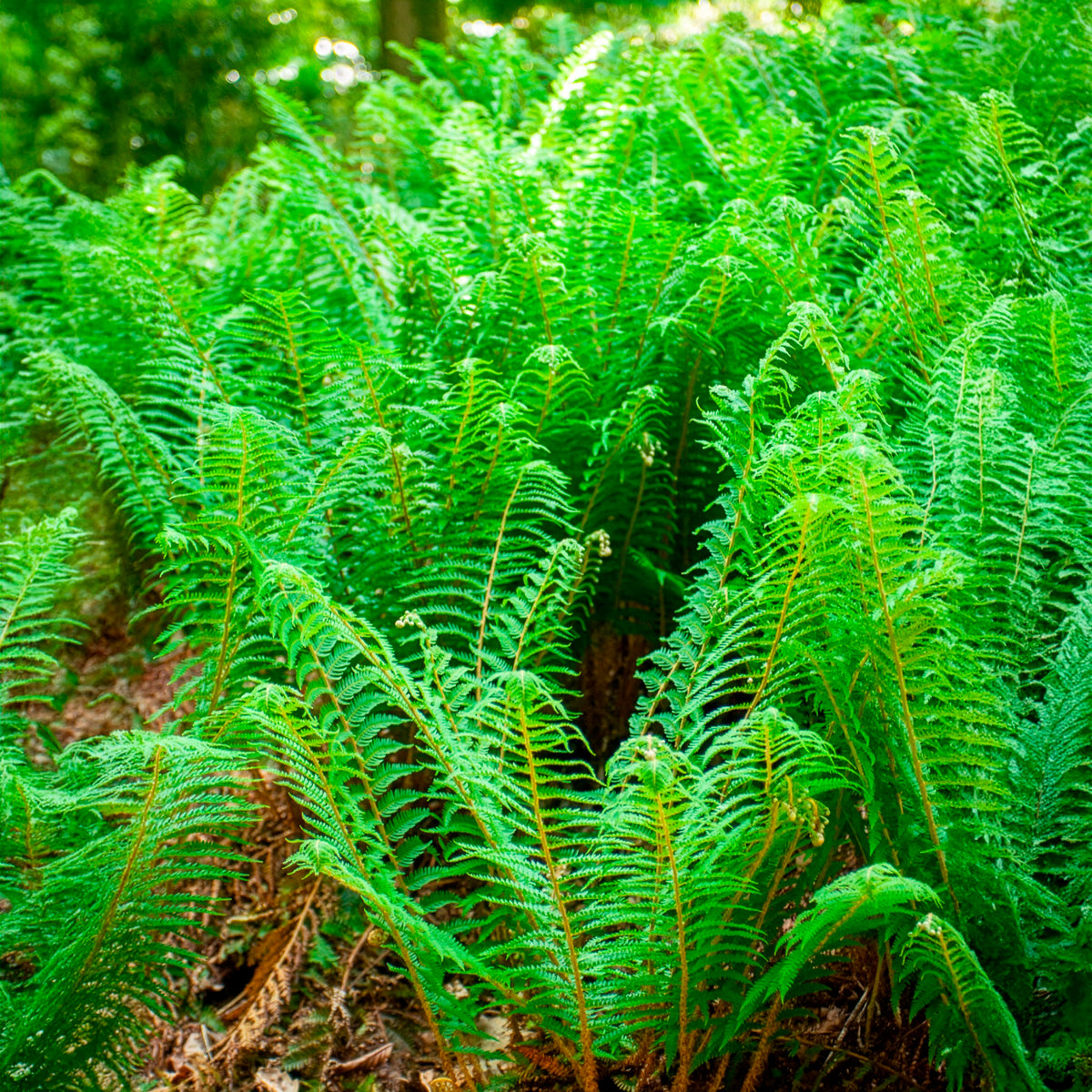 Aspidie à cils raides Dahlem - Fougère - Polystichum setiferum Dahlem - Willemse