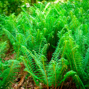 Aspidie à cils raides Dahlem - Fougère - Polystichum setiferum Dahlem - Willemse
