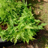 Polypode commun - Fougère - Willemse