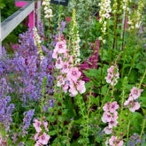 Molène Pink Domino - Willemse