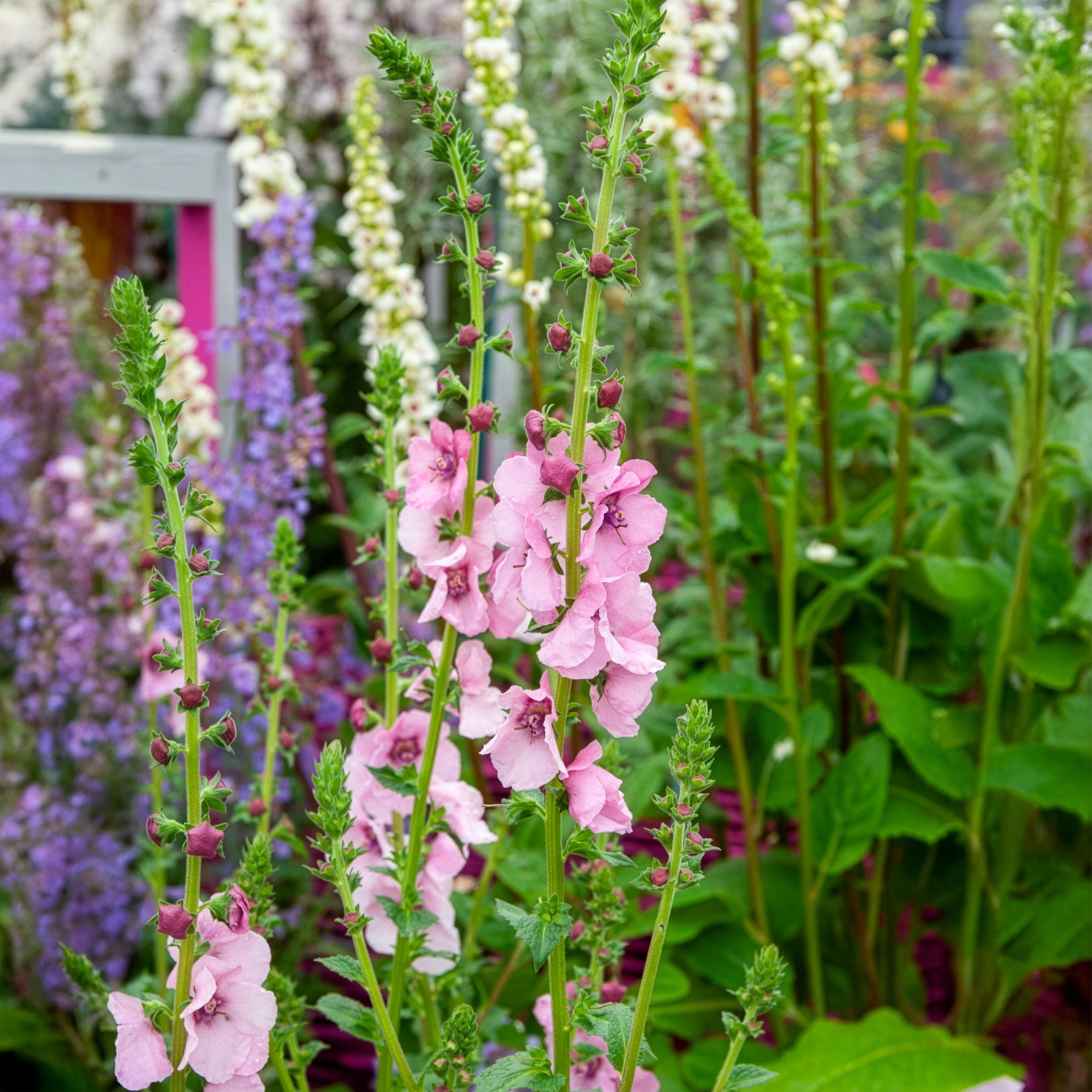 Verbascum Pink Domino - Molène Pink Domino - Molène