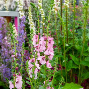 Verbascum Pink Domino - Molène Pink Domino - Molène