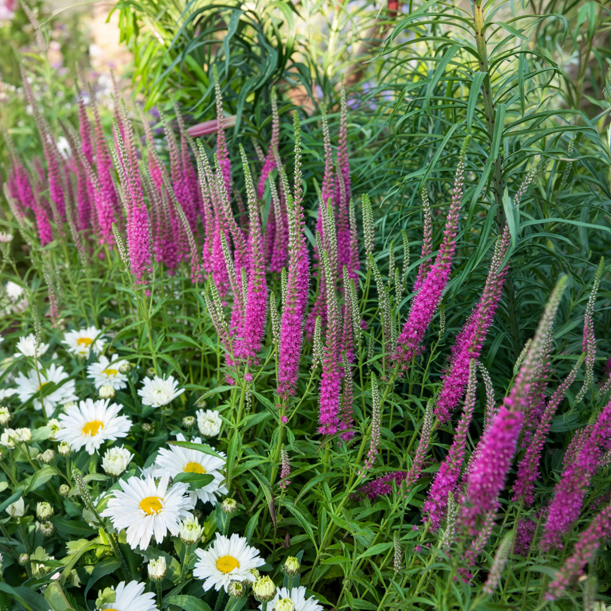 Véronique en épis Rotfuchs - Veronica spicata rotfuchs - Willemse
