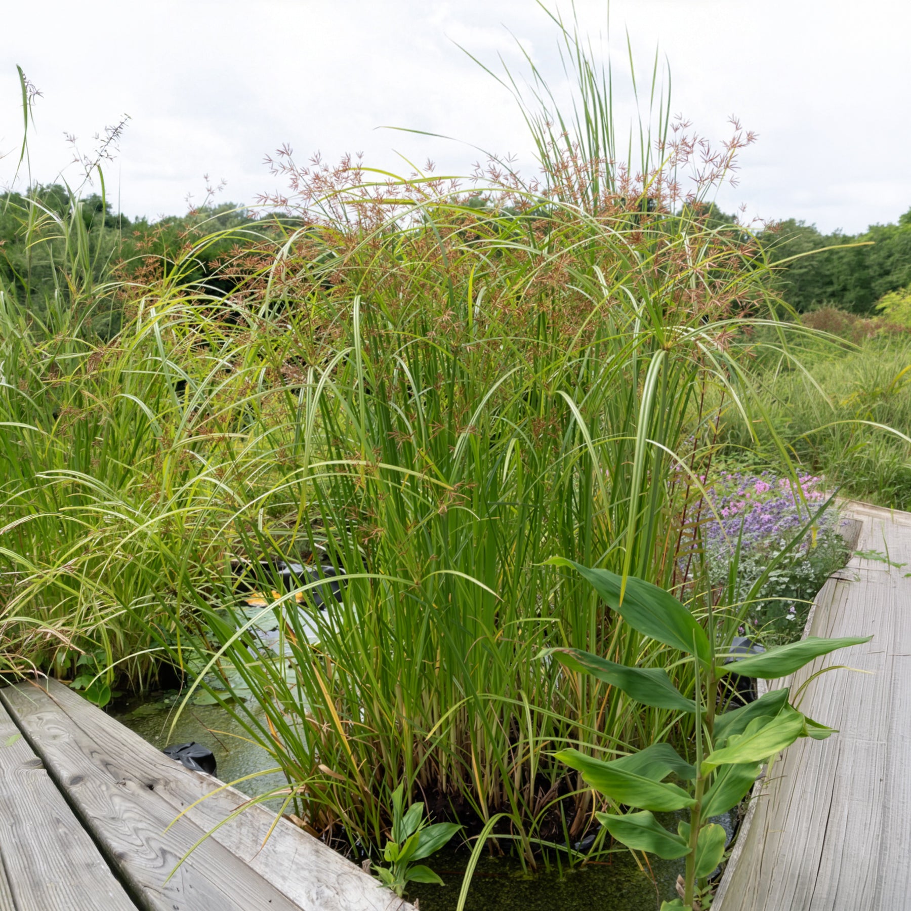 Cyperus longus - Souchet odorant - Plantes de berges